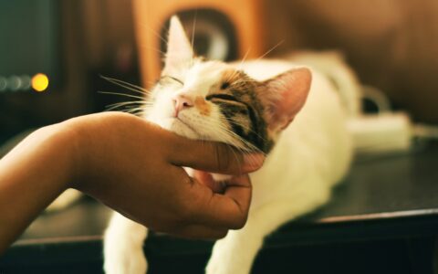马耳他猫咪领养指南，找到你毛茸茸的新朋友