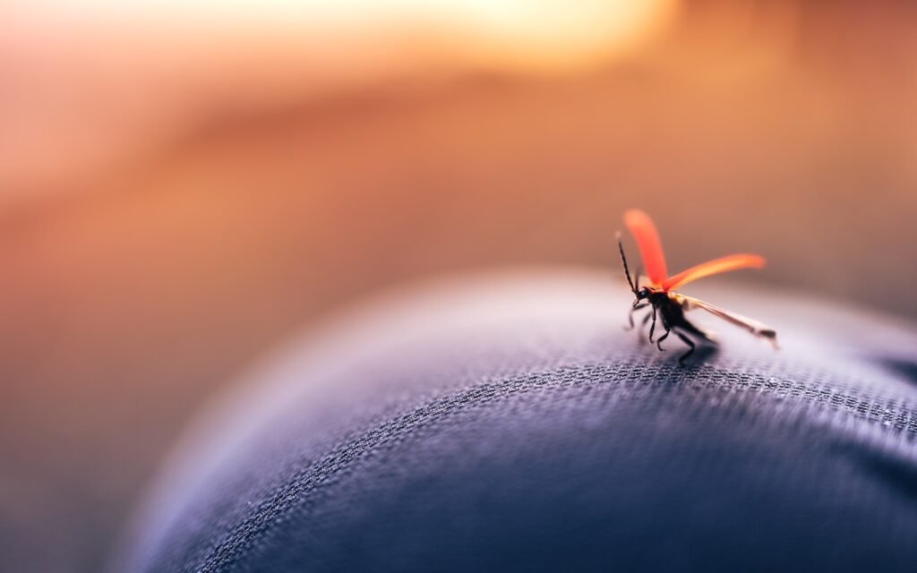 马耳他蚊虫问题：如果被咬了怎么办？