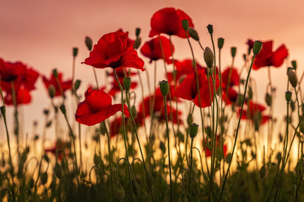 马耳他的罂粟花：纪念和平的象征