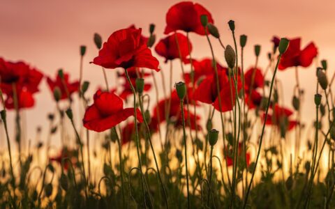 马耳他的罂粟花：纪念和平的象征