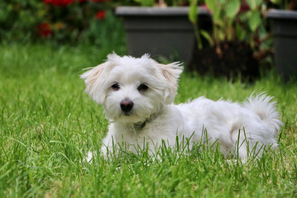 马耳他犬：起源于地中海小岛的优雅宠物