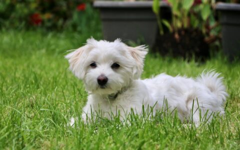 马耳他犬：起源于地中海小岛的优雅宠物