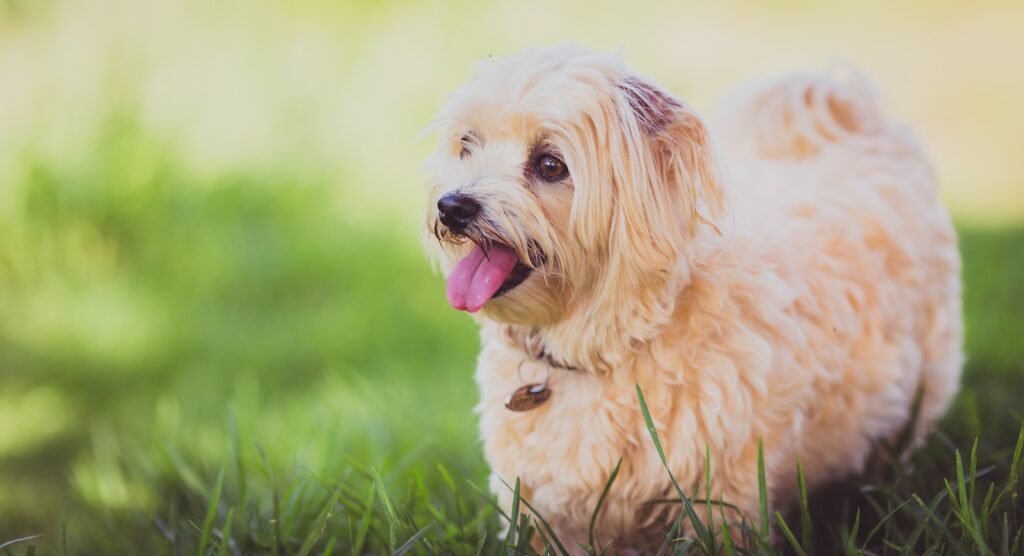 马耳他犬：起源于地中海小岛的优雅宠物