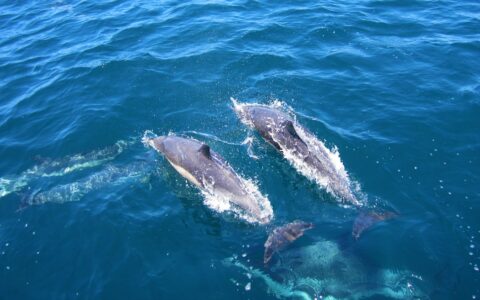 你知道在马耳他可以观赏到野生海豚嬉戏吗?