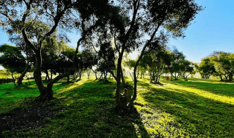 zabbar-San-Klement-Park 马耳他公园
